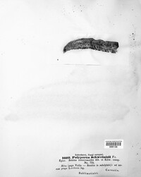 Polyporus schweinitzii image